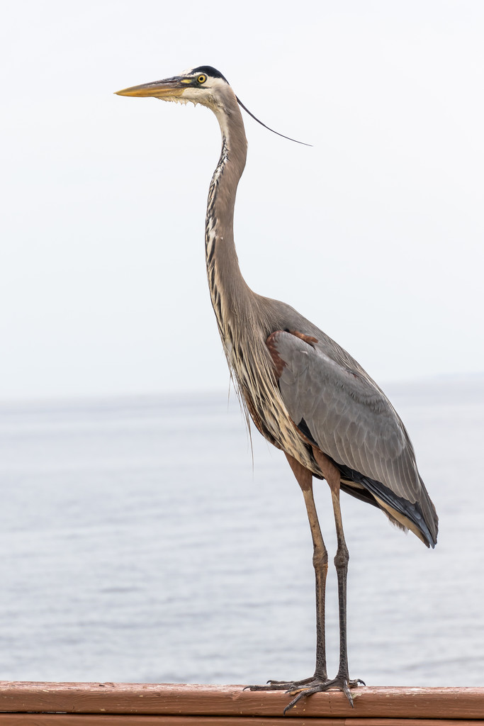 The Pier's Heron by darylo