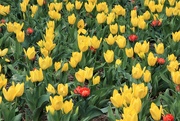 10th Apr 2021 - Yellow Flowers
