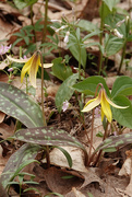 14th Apr 2021 - Yellow Trout Lily