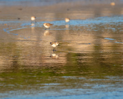 14th Apr 2021 - Sandpipers