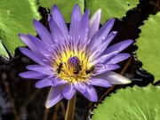 15th Apr 2021 - The waterlily used for the kaleidoscope