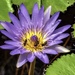 The waterlily used for the kaleidoscope by ludwigsdiana