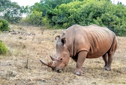 15th Apr 2021 - This Rhino was peacefully grazing
