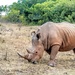 This Rhino was peacefully grazing by ludwigsdiana