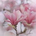 In the Magnolia Tree by lynnz