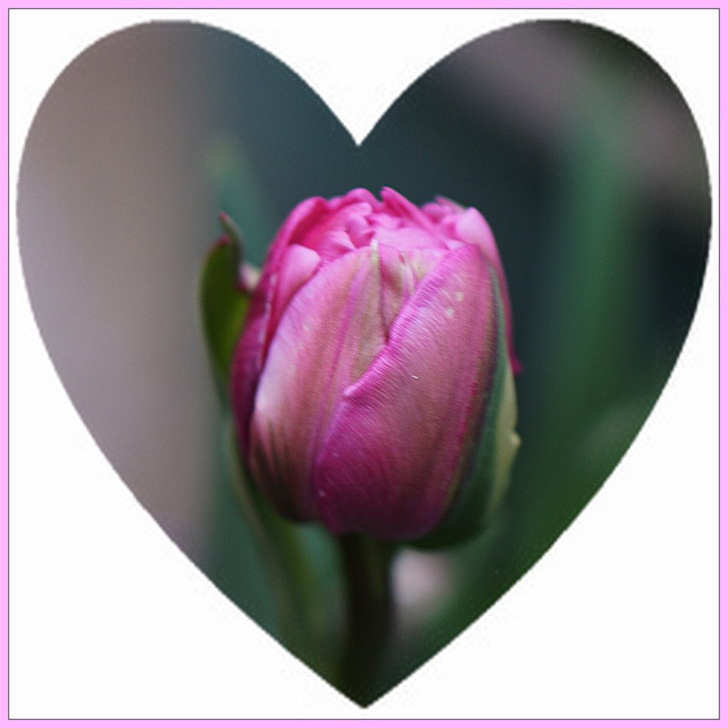 one pink tulip by quietpurplehaze
