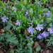 periwinkle in bloom by stillmoments33