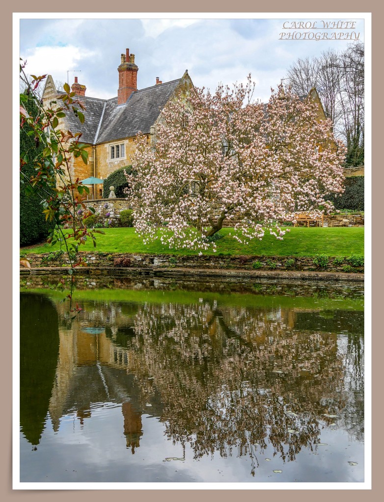 Magnolia Tree And Reflections by carolmw