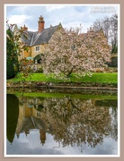15th Apr 2021 - Magnolia Tree And Reflections