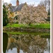 Magnolia Tree And Reflections by carolmw