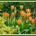 Tulips And Bokeh by carolmw