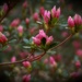 Small hot pink buds... by marlboromaam