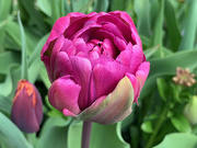 14th Apr 2021 - Peony tulip