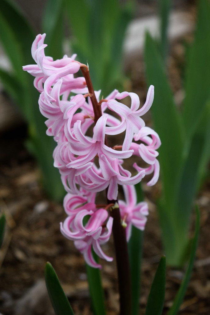 Pink Hyacinth by sandlily