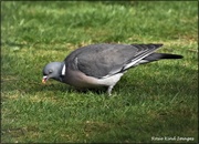 15th Apr 2021 - Old Wood pigeon