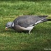 Old Wood pigeon by rosiekind