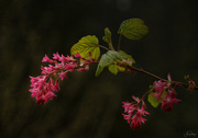 14th Apr 2021 - Flowering Currant