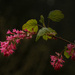 Flowering Currant by jgpittenger