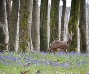 15th Apr 2021 - Looking for Bluebells