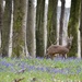 Looking for Bluebells by wakelys