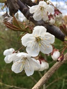 15th Apr 2021 - More blossom 