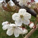 More blossom  by 365projectorglisa