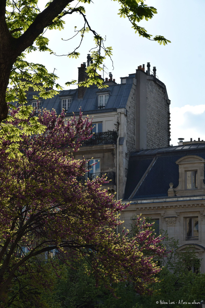 spring in Saint Germain by parisouailleurs