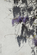 14th Apr 2021 - wisteria
