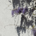 wisteria by parisouailleurs