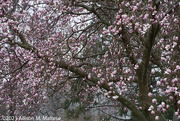 15th Apr 2021 - My Neighbor's Magnolia