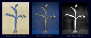 15th Apr 2021 - Faded Tulips - Triptych