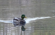 14th Apr 2021 - Lone duck