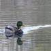 Lone duck by joansmor