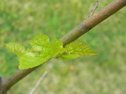 15th Apr 2021 - Leaves on Tree 