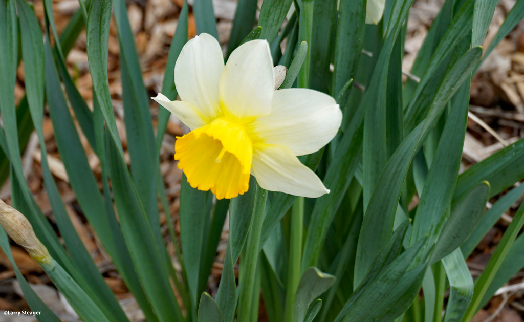Half and half Daffodil by larrysphotos