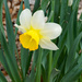 Half and half Daffodil by larrysphotos