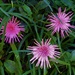 Three Pink Spider Gerberas ~    by happysnaps