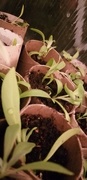 15th Apr 2021 - Seedlings