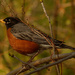 American robin closeup  by rminer