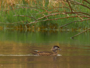 15th Apr 2021 - female wood duck 