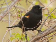 15th Apr 2021 - red-winged blackbird