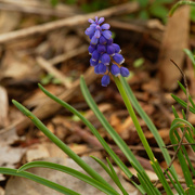 15th Apr 2021 - grape hyacinth