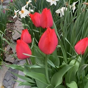 14th Apr 2021 - Tulips 