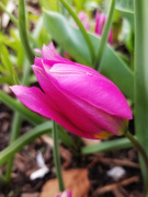 15th Apr 2021 - More tulips