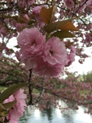 12th Apr 2021 - cherry blossoms, cloudy day