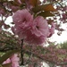 cherry blossoms, cloudy day by wiesnerbeth