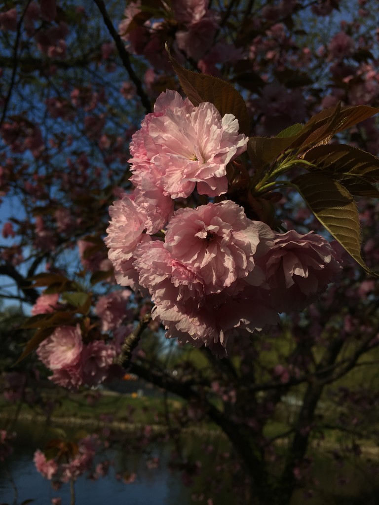 cherry blossoms, sunny day by wiesnerbeth