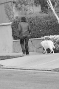 14th Apr 2021 - Walking the Dog