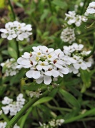15th Apr 2021 - Tiny White Flowers 
