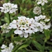Tiny White Flowers  by jo38